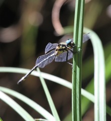 Eusynthemis deniseae