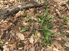 Dichanthelium latifolium