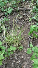 Carex tetrastachya