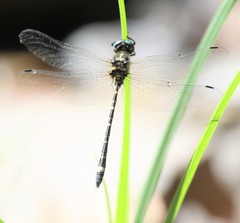 Eusynthemis deniseae
