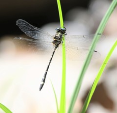 Eusynthemis deniseae