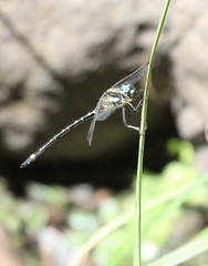 Eusynthemis deniseae
