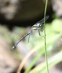 Eusynthemis deniseae