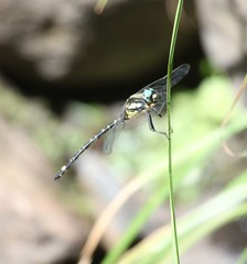 Eusynthemis deniseae