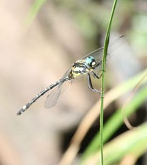 Eusynthemis deniseae