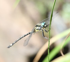Eusynthemis deniseae
