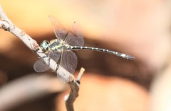 Eusynthemis deniseae