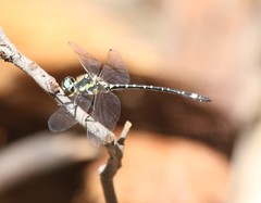 Eusynthemis deniseae