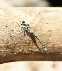 Eusynthemis deniseae