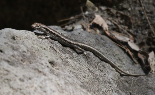 Eastern Water Skink, photo 6 of 8