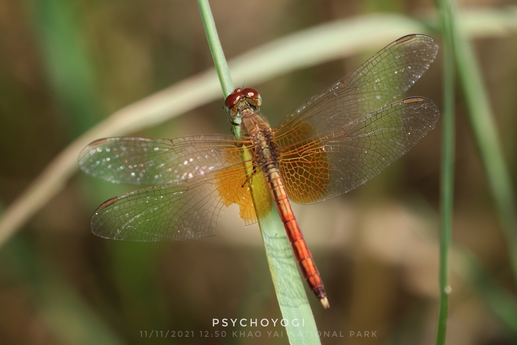 Paddyfield Parasol