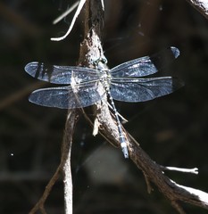 Eusynthemis deniseae