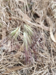 Aristida behriana