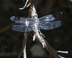 Eusynthemis deniseae