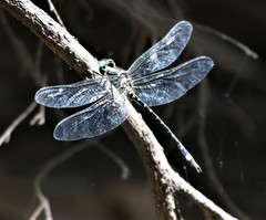 Eusynthemis deniseae