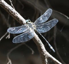 Eusynthemis deniseae
