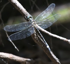 Eusynthemis deniseae