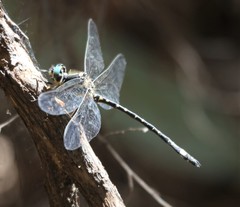 Eusynthemis deniseae