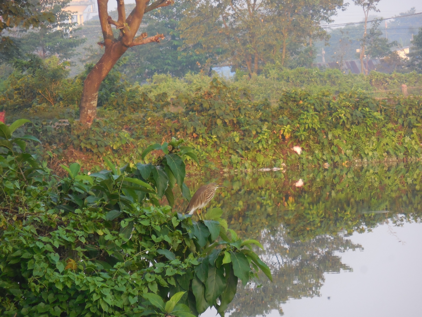 Indian Pond Heron