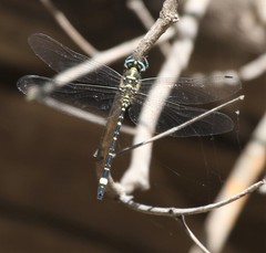 Eusynthemis deniseae