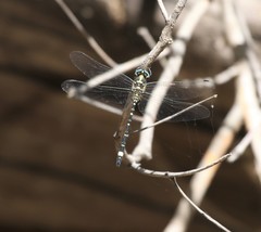 Eusynthemis deniseae