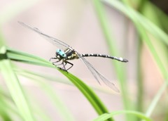 Eusynthemis deniseae