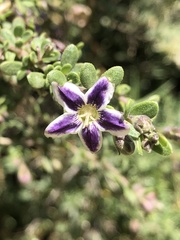 Lycium chilense chilense