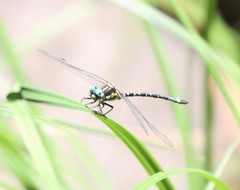 Eusynthemis deniseae