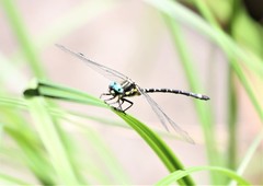 Eusynthemis deniseae