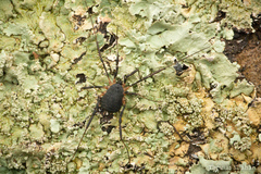 Eumesosoma