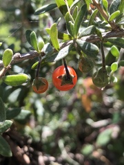 Lycium chilense chilense