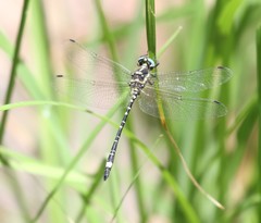 Eusynthemis deniseae