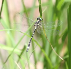 Eusynthemis deniseae