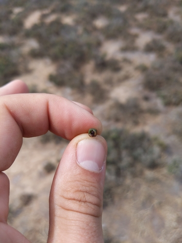 Image of Tecticornia pergranulata by (c) Dylan Butcher, some rights reserved (CC BY)