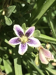 Lycium chilense chilense