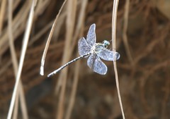 Eusynthemis deniseae