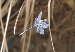 Eusynthemis deniseae