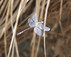 Eusynthemis deniseae