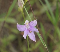 Calopogon oklahomensis