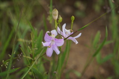 Calopogon oklahomensis