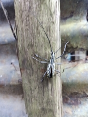 Macrochenus tigrinus