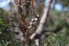 Callitris pyramidalis