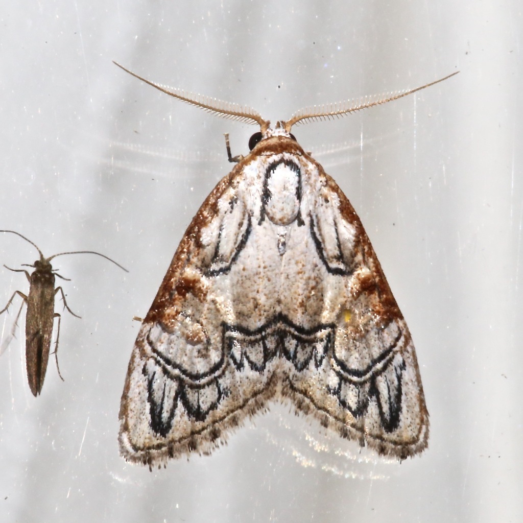 Meganola bifiliferata