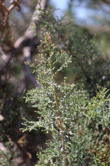 Callitris pyramidalis