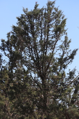 Callitris pyramidalis