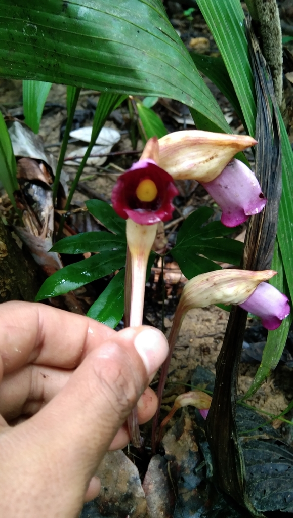Indian broomrape (Aeginetia indica)