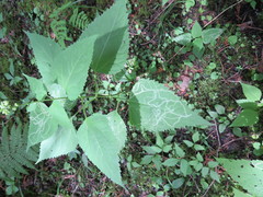 Liriomyza eupatoriella