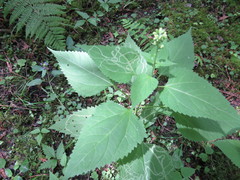 Liriomyza eupatoriella