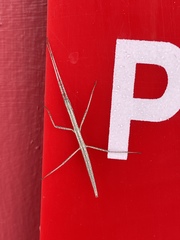 Parabacillus coloradus