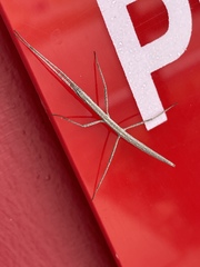 Parabacillus coloradus
